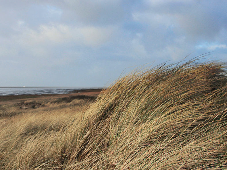Dune grass on the North Sea coast